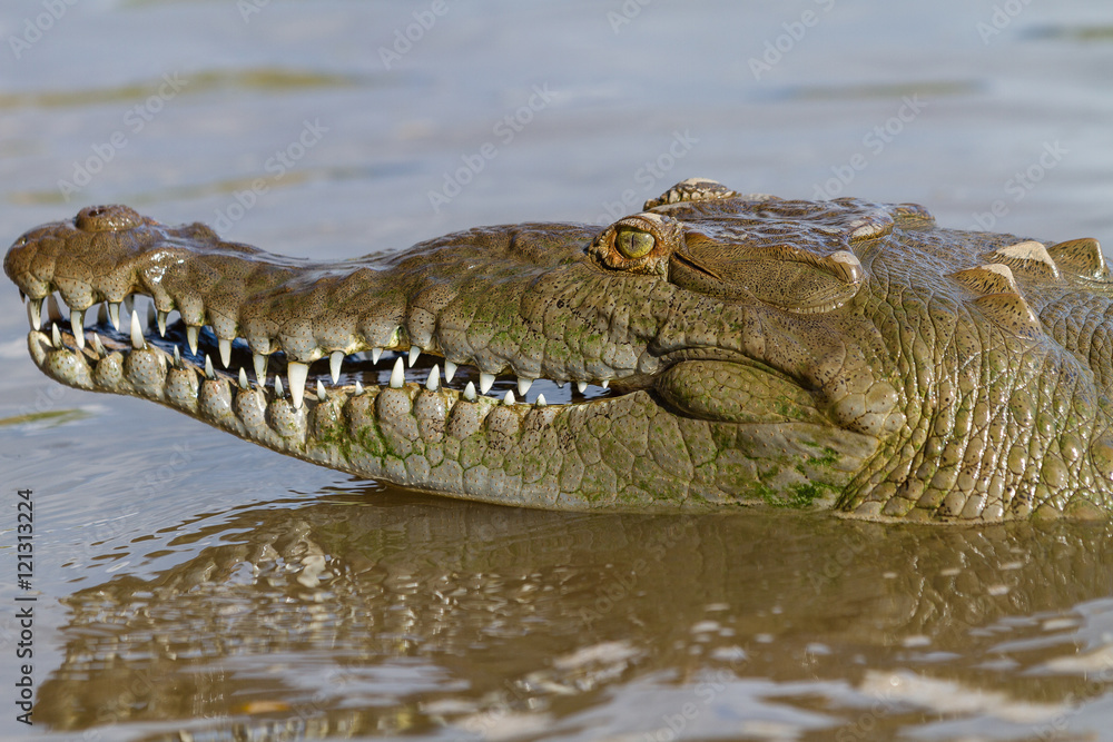 Toothy Grin Toothy Grin