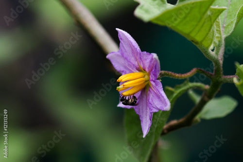 purple eggplant flowers on tree