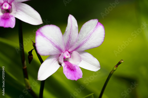 orchid flowers