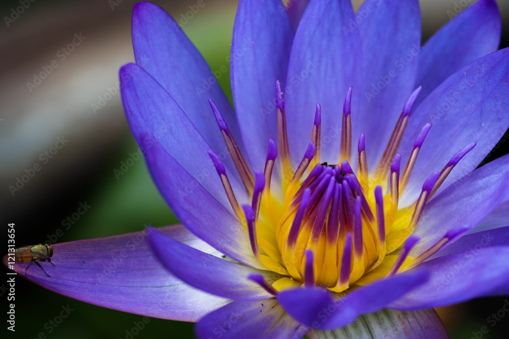lotus flower lotus flower