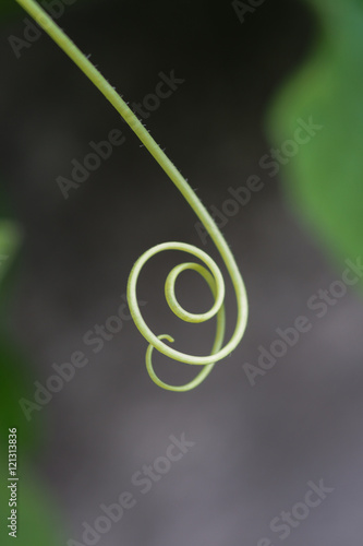 Leaves and vines
