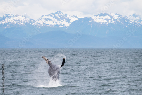 Baby Humpback Whale Breaching