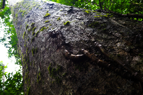Old rough wood texture. Wooden texture