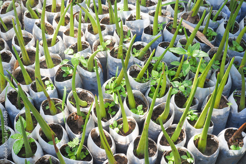 Young plant of asian palmyra palm
