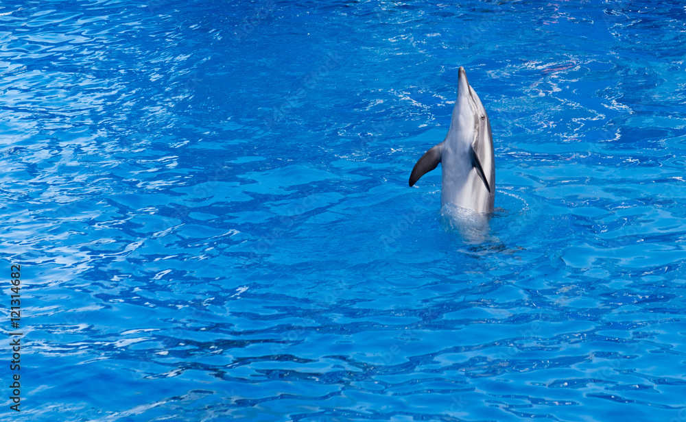 Naklejka premium Delphin