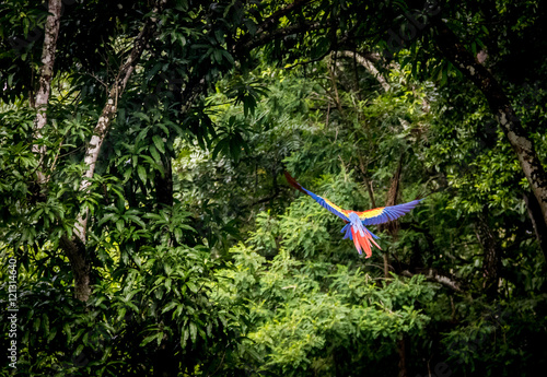 Scarlet Macaw Flying - Copan, Honduras