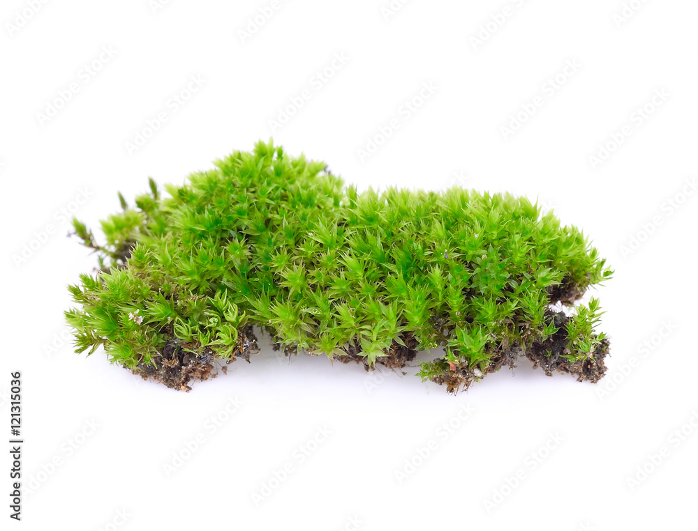 green moss isolated on white green moss isolated on white