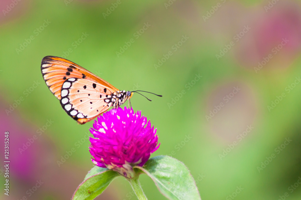Butterfly with natural flowers Butterfly with natural flowers
