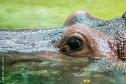 big eye hippopotamus
