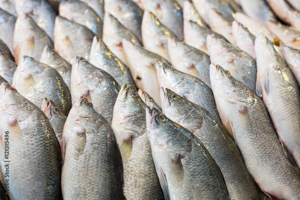 Fototapeta premium Seabass seafood raw material