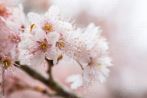 Cherry blossom, sakura flower © hin255