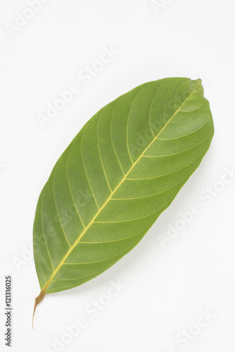 rambutan leaf on white background