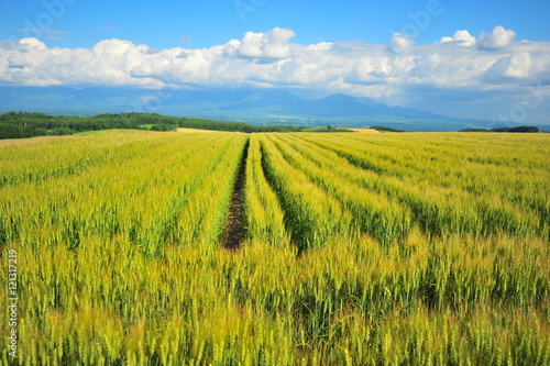 Cultivated Lands at Countryside of Hokkaido  Japan