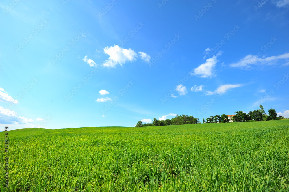 Green Fields in Biei, Hokkaido, Japan