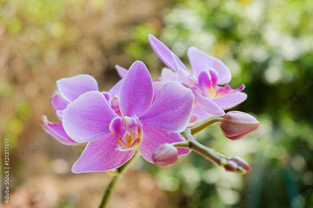 Pink orchid from branch of orchid tree in outdoor garden Pink orchid from branch of orchid tree in outdoor garden