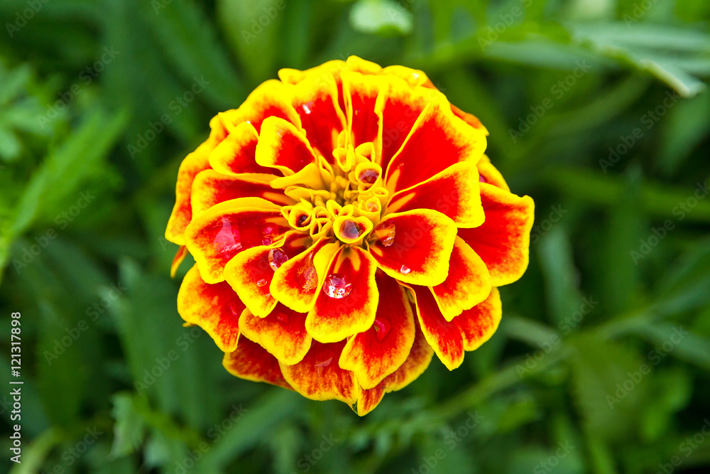 Marigold flower and dew drops on green background.selective focu