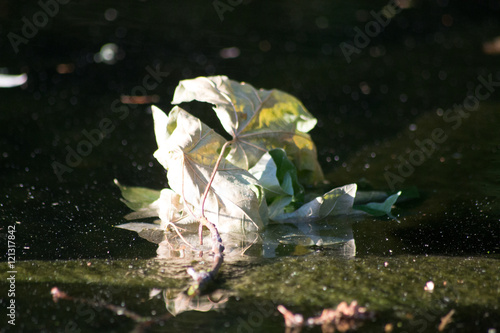 Photography Leaf  adrift