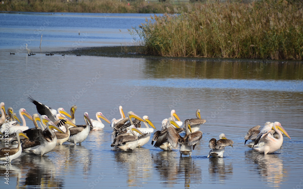 Obraz premium The spot-billed pelican or gray pelican is a member of the pelican family. It breeds in southern Asia from southern Pakistan across India east to Indonesia.
