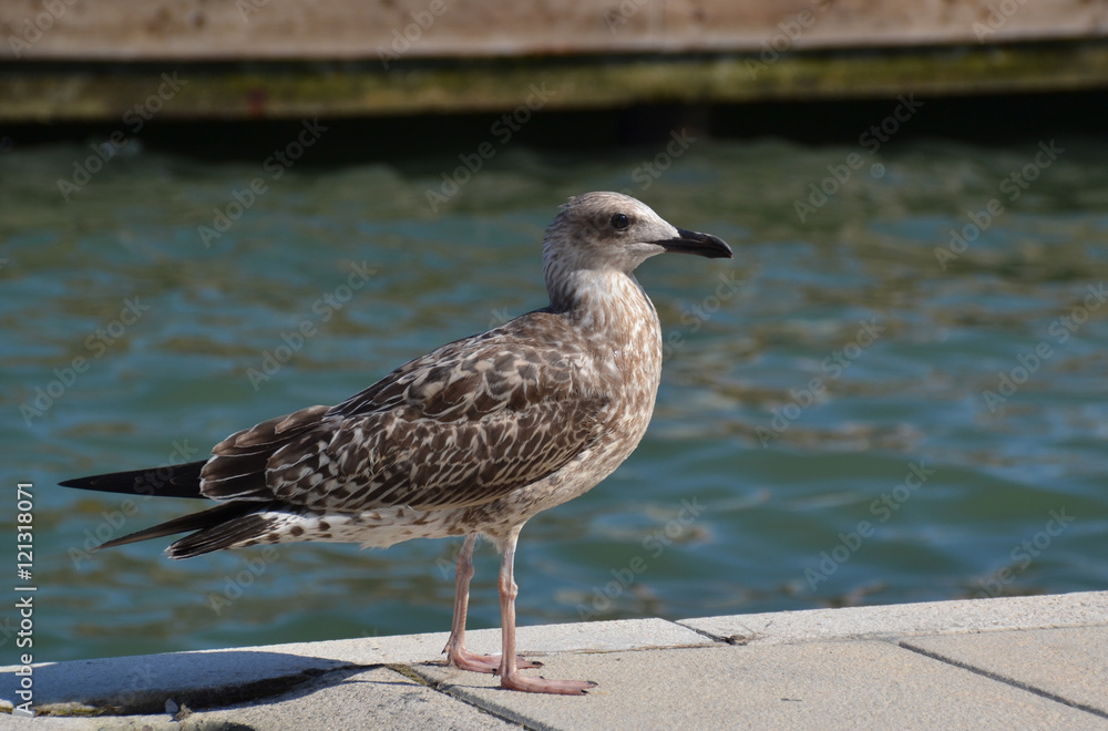 seagull standing on a railing with cute butt at Brighton pier seagull standing on a railing with cute butt at Brighton pier