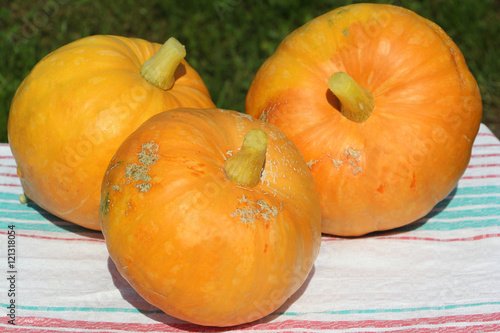 Ripe orange pumpkins on a table in a garden photo