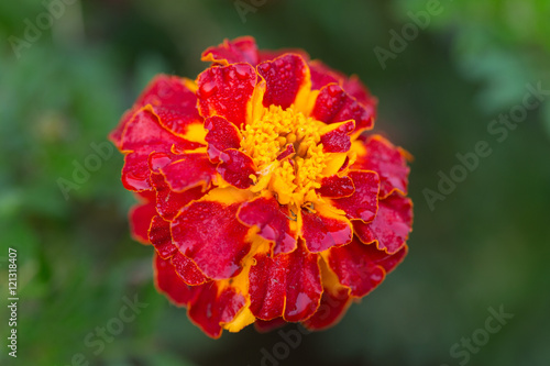 Marigold close up © Maslov Dmitry