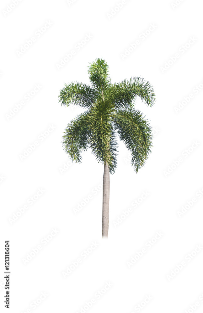 Betel palm tree isolated on white. Betel palm tree isolated on white.