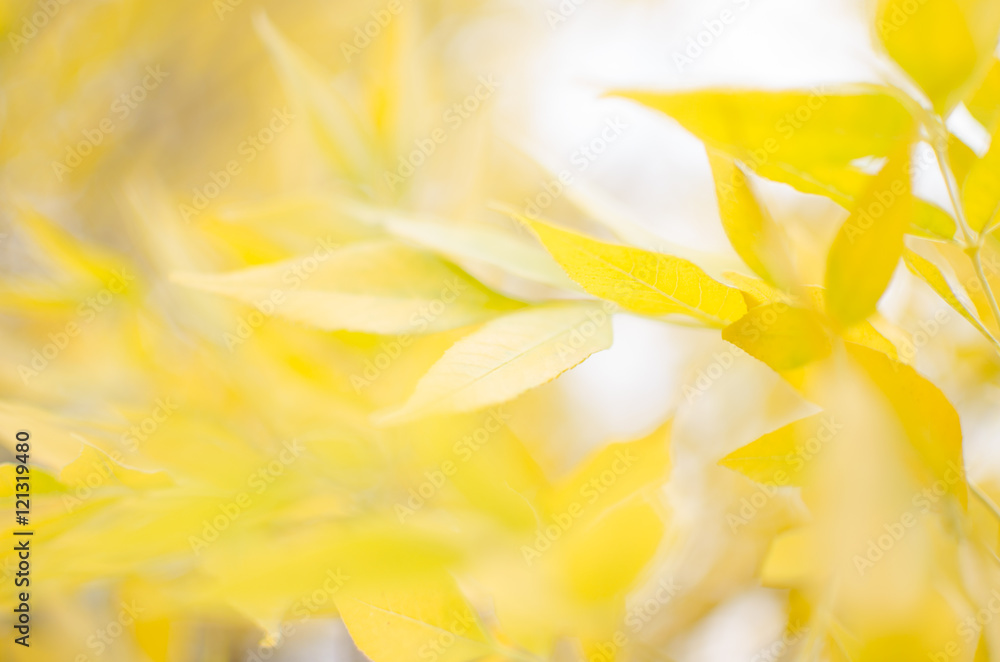 Autumn yellowed foliage. Autumn yellowed foliage.