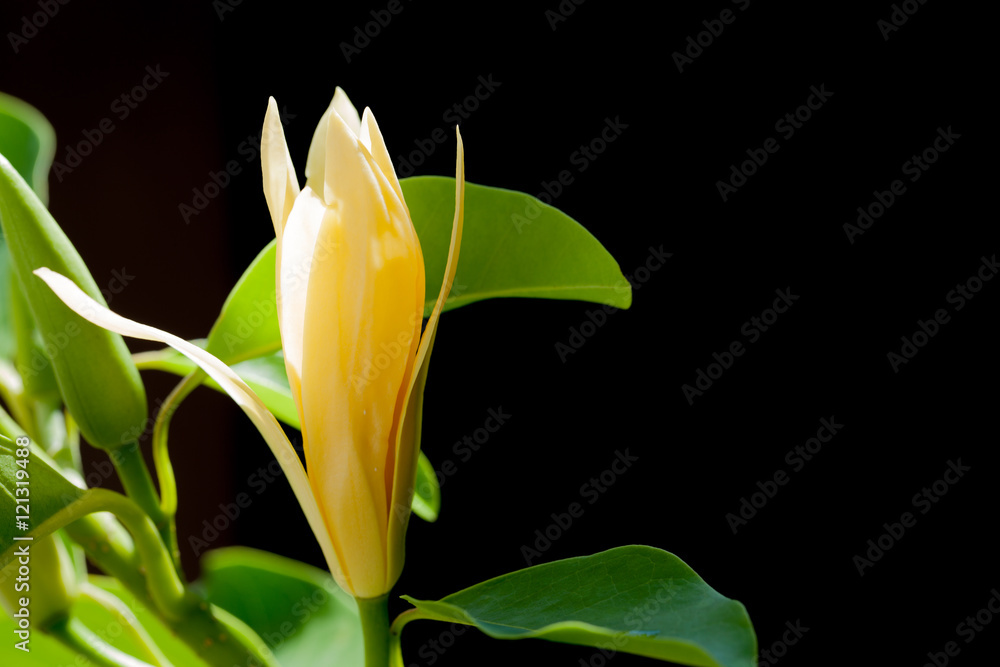 Naklejka premium White Champaka Flowers and Green Leaves