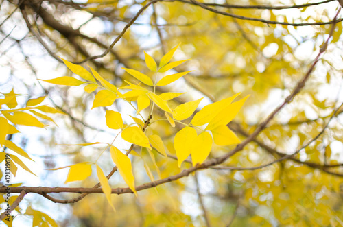 Autumn yellowed foliage.