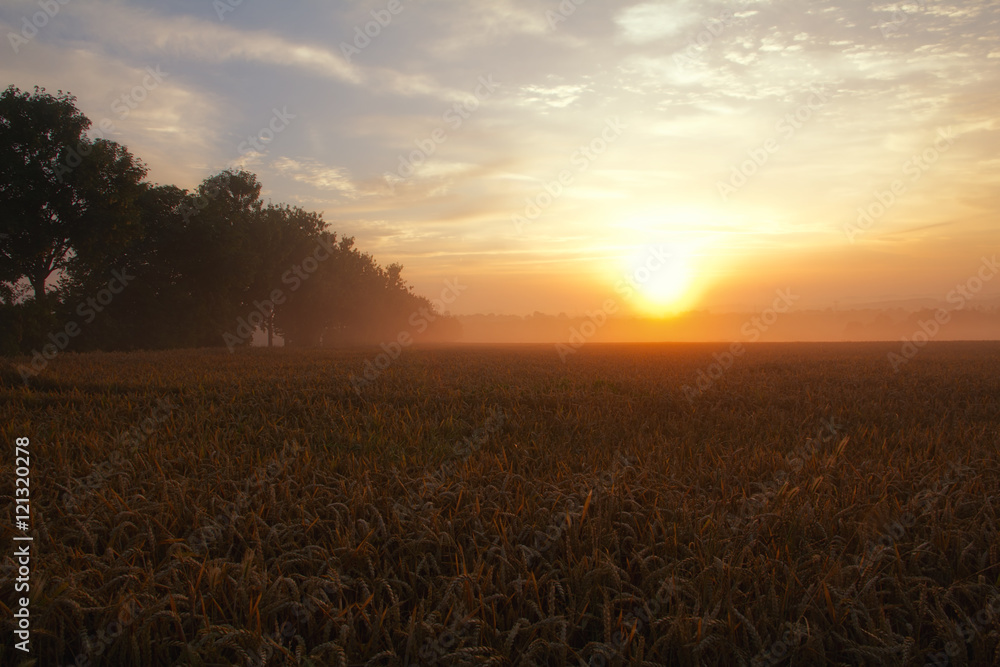 Sunrise over misty fields