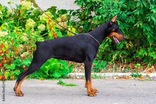 Dog breed Doberman standing in front