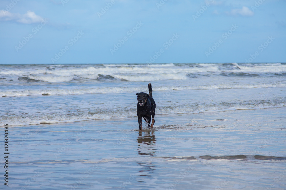 Dog relaxing walking on the beach,Black dog in the sea. Dog relaxing walking on the beach,Black dog in the sea.
