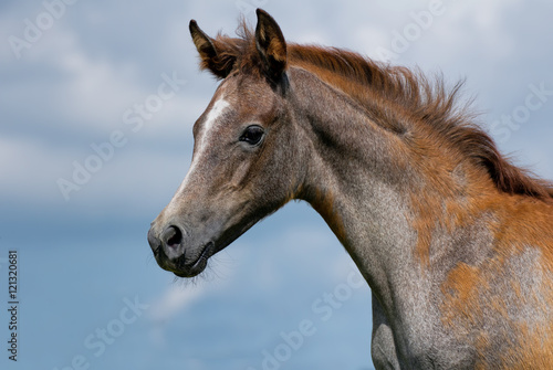 Arabian foal and blue sky © rhoenes