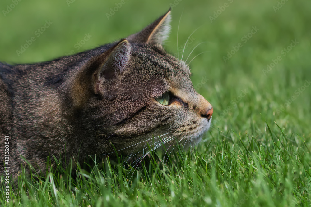 Hunting cat in the grass