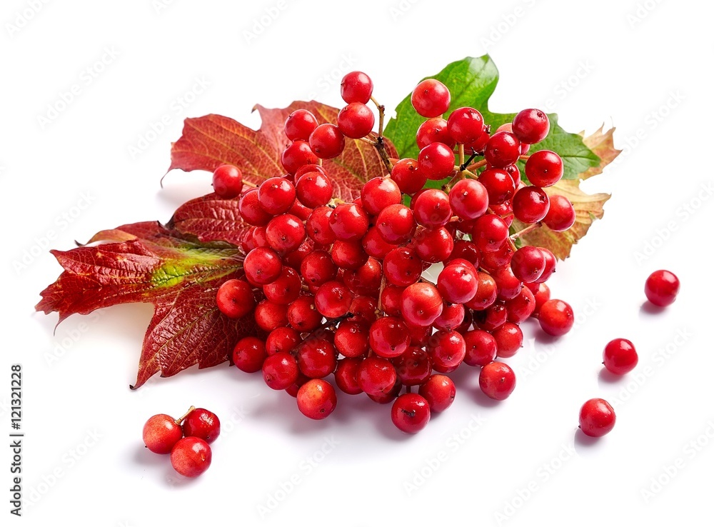 Branch ripe viburnum Branch ripe viburnum