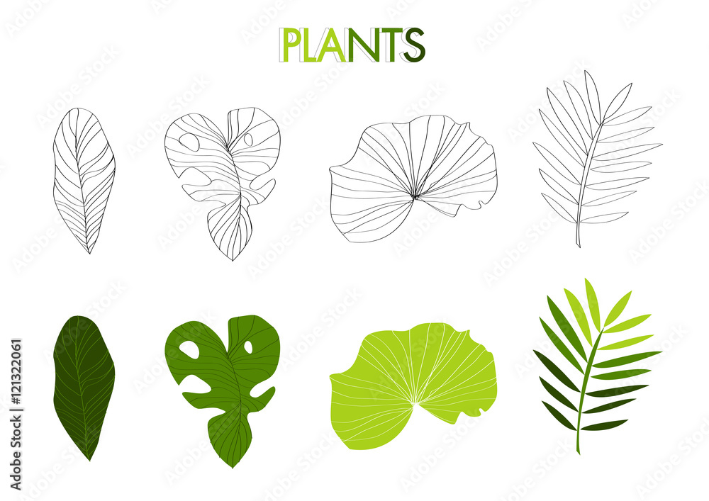 Fototapeta premium Plants line art and green illustration; Natural gardening graphic