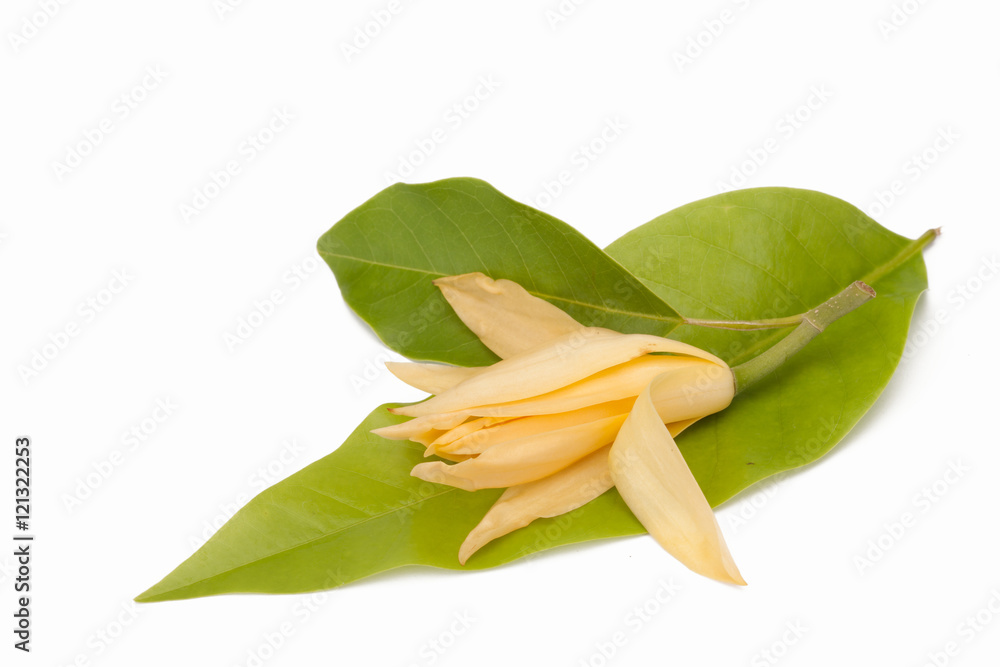 Naklejka premium Champaka on Green leaf white background