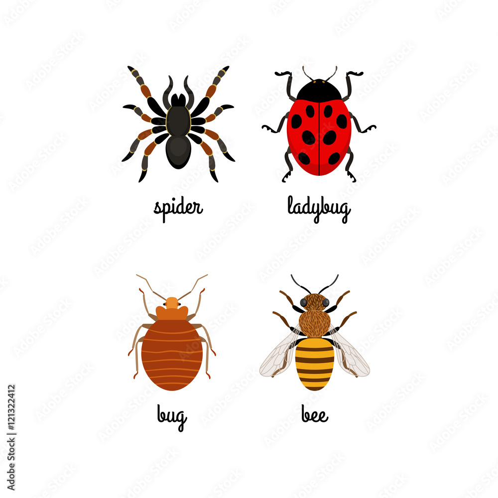 Colorful insects vector set with names isolated on white Stock Vector ...