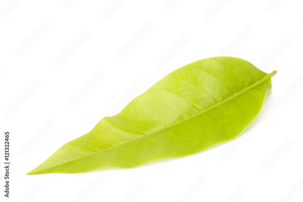 Fototapeta premium Green leaf