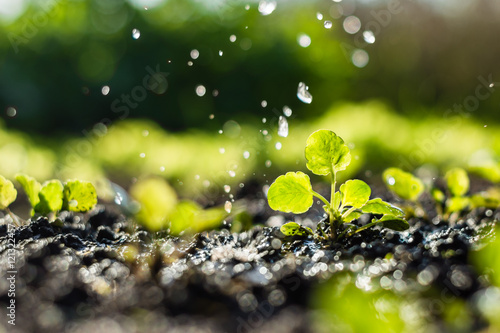  Plant sprouts in the field and farmer  is watering it;  pansy seedlings in the farmer's garden , agriculture, plant and life concept (soft focus, narrow depth of field) photo