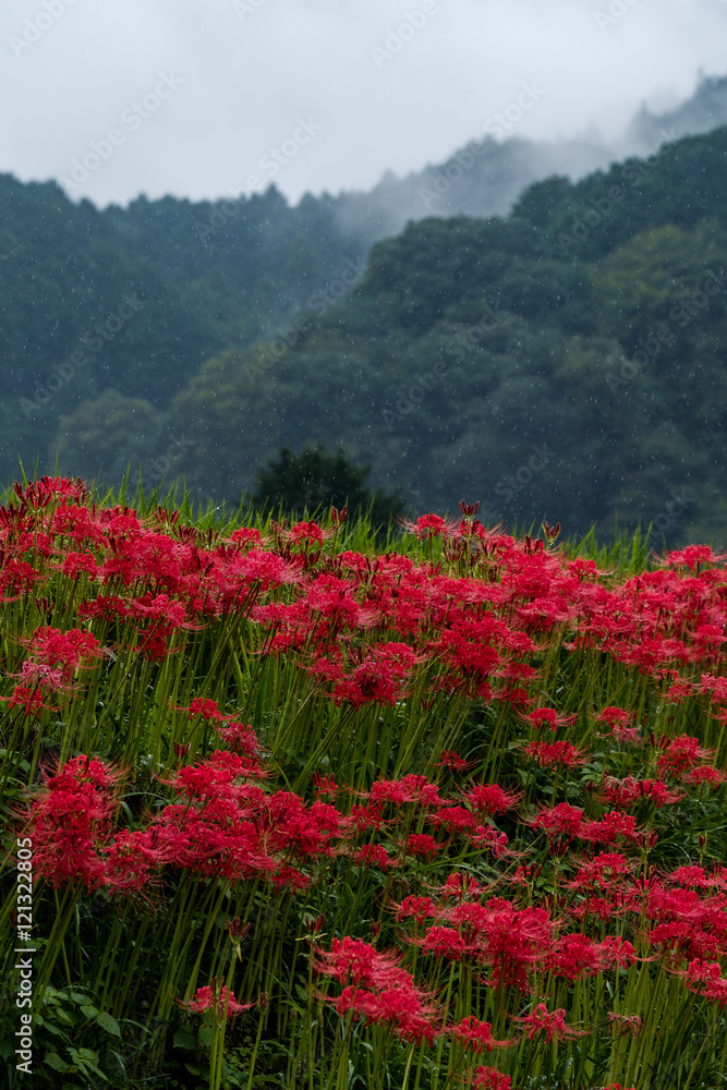 Scenery of Lycoris radiata