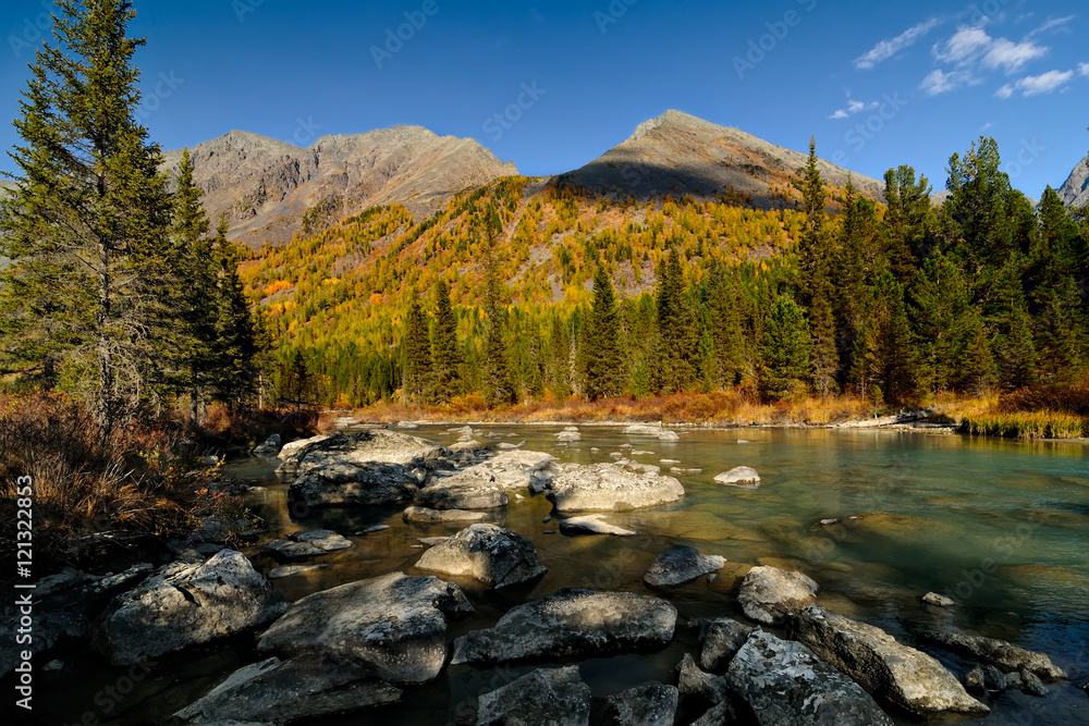 Larch trees in autumn color growing on the slope of the mountain ridge. Low water level of the Multa river exposed the boulders of the moraine, Russia, Altai Larch trees in autumn color growing on the slope of the mountain ridge. Low water level of the Multa river exposed the boulders of the moraine, Russia, Altai