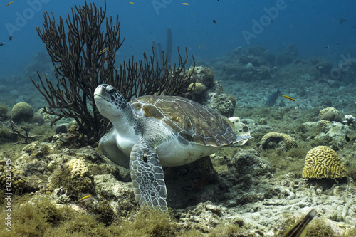 Unterwasser - Riff - Schildkröte - Suppenschildkröte - Koralle - Schwamm - Tauchen - Curacao - Karibik