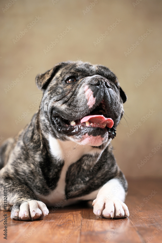 Französische Bulldogge & Englische Bulldogge-Mischling liegend im Studio  Stock-Foto | Adobe Stock
