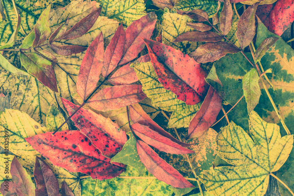 Autumn backgrounds with colorful fallen leaves, fall wallpaper