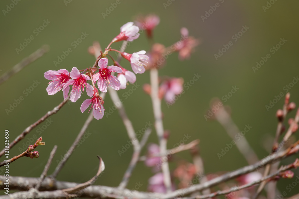 pink flowers