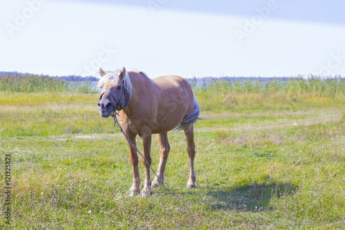 Fototapeta Naklejka Na Ścianę i Meble -  Light brown horse with white mane stands on meadow near blue lake. Palomino horse in field