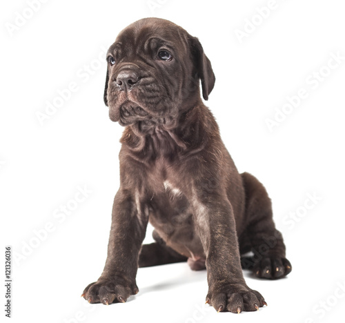 Beautiful young puppy italian mastiff cane corso 