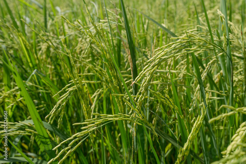 Lush green rice fields