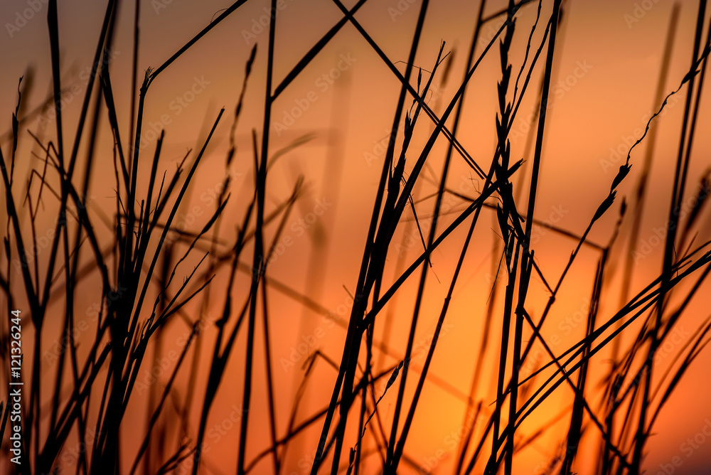 Obraz premium sunset dry grass snow background